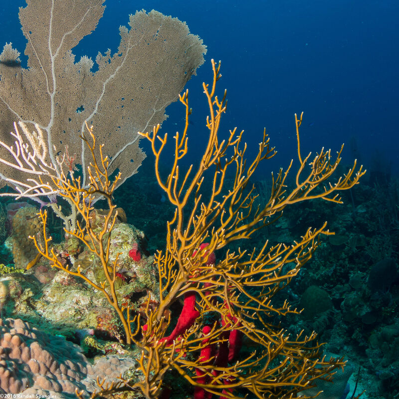 Millepora alcicornis (Branching Fire Coral)
