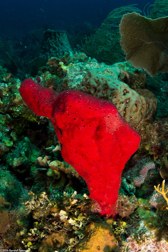 Amphimedon compressa (Erect Rope Sponge)