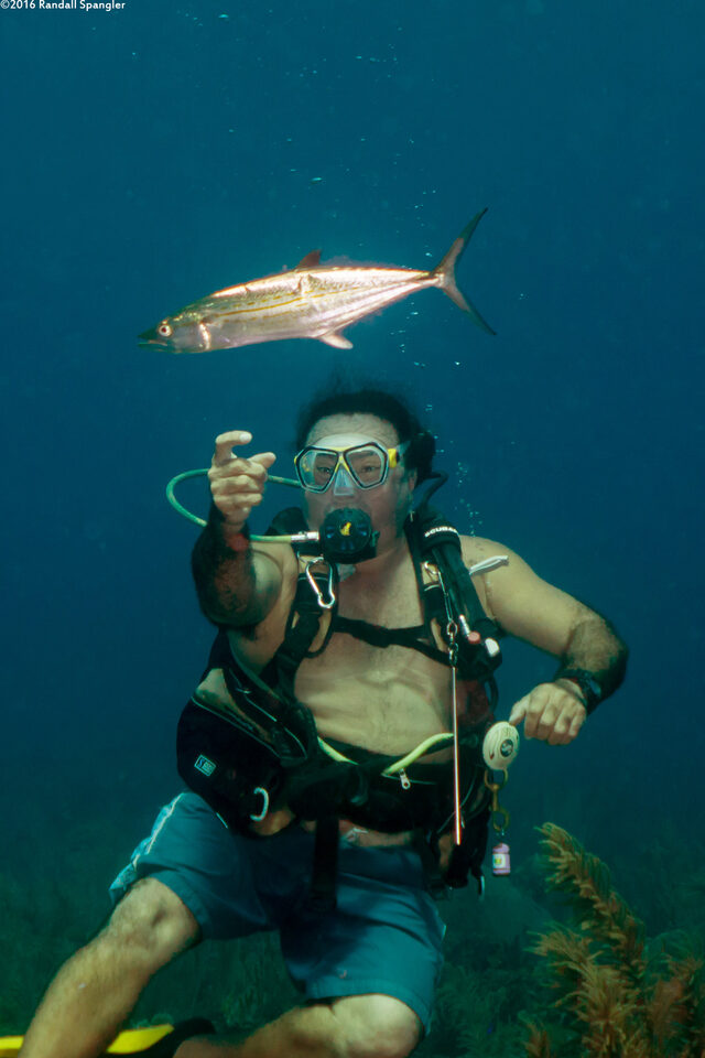 Scomberomorus regalis (Cero)