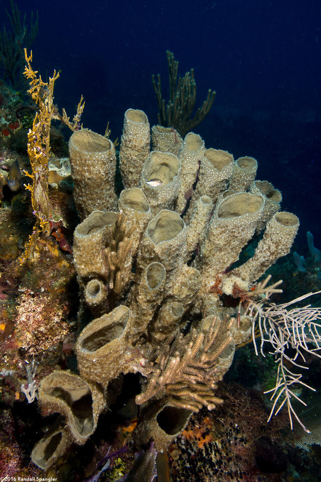 Callyspongia aculeata (Branching Vase Sponge)