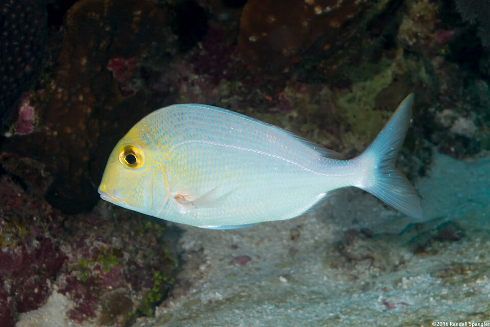 Calamus calamus (Saucereye Porgy)