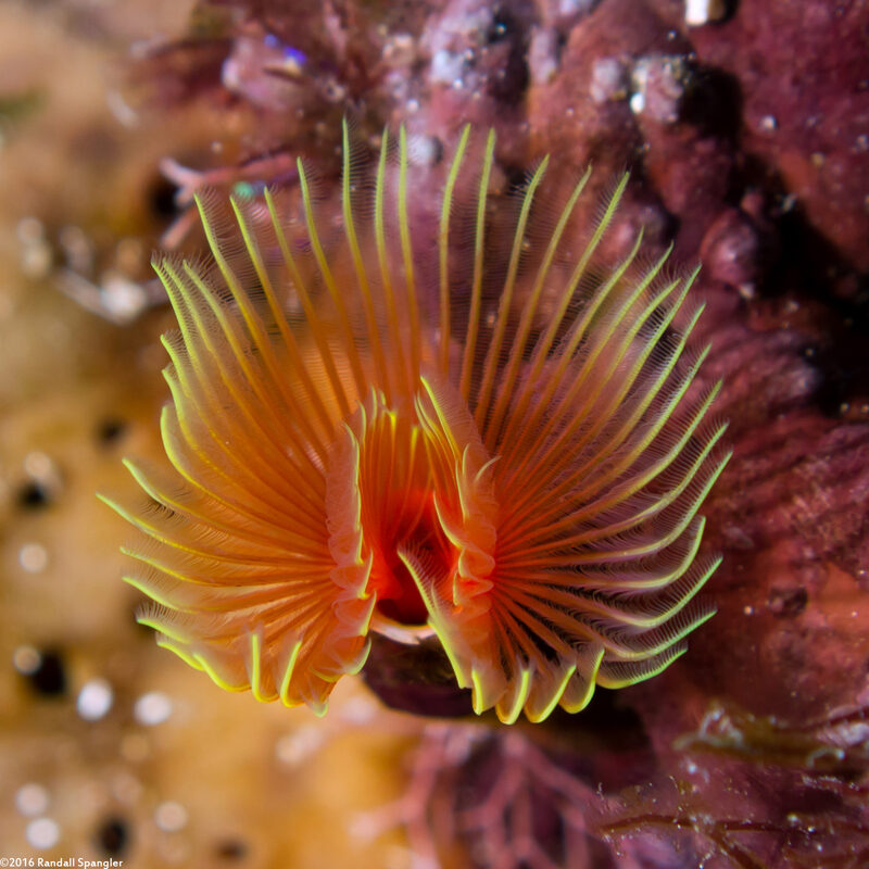 Pomatostegus stellatus (Star Horseshoe Worm)