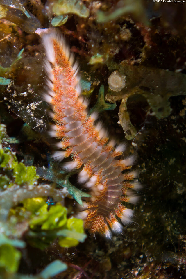 Hermodice carunculata (Bearded Fireworm)
