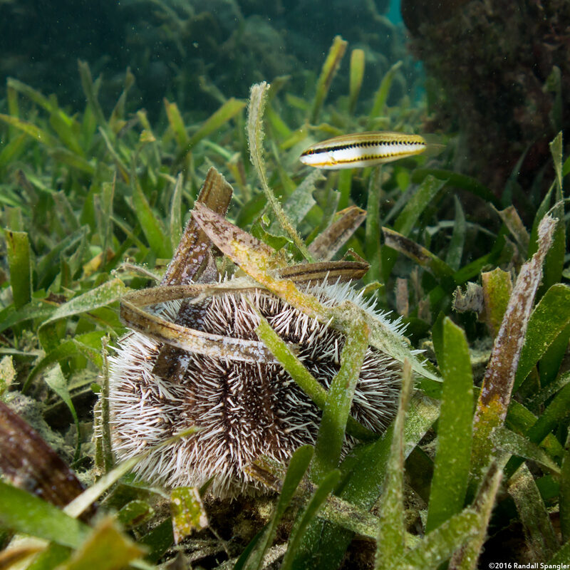 Tripneustes ventricosus (West Indian Sea Egg)