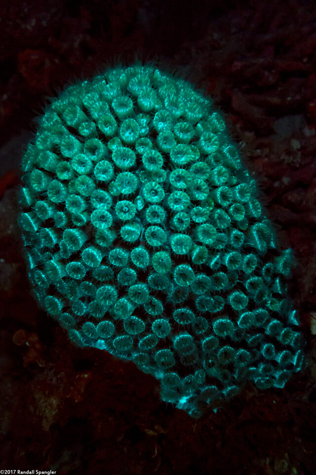Montastraea cavernosa (Great Star Coral)
