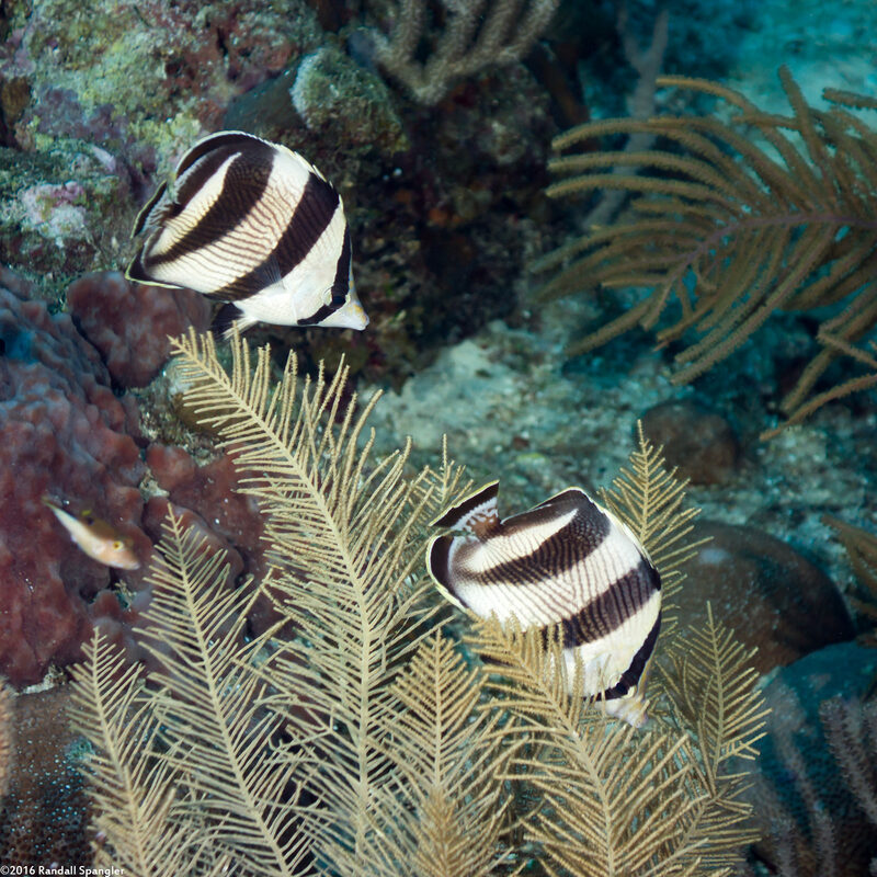 Chaetodon striatus (Banded Butterflyfish)