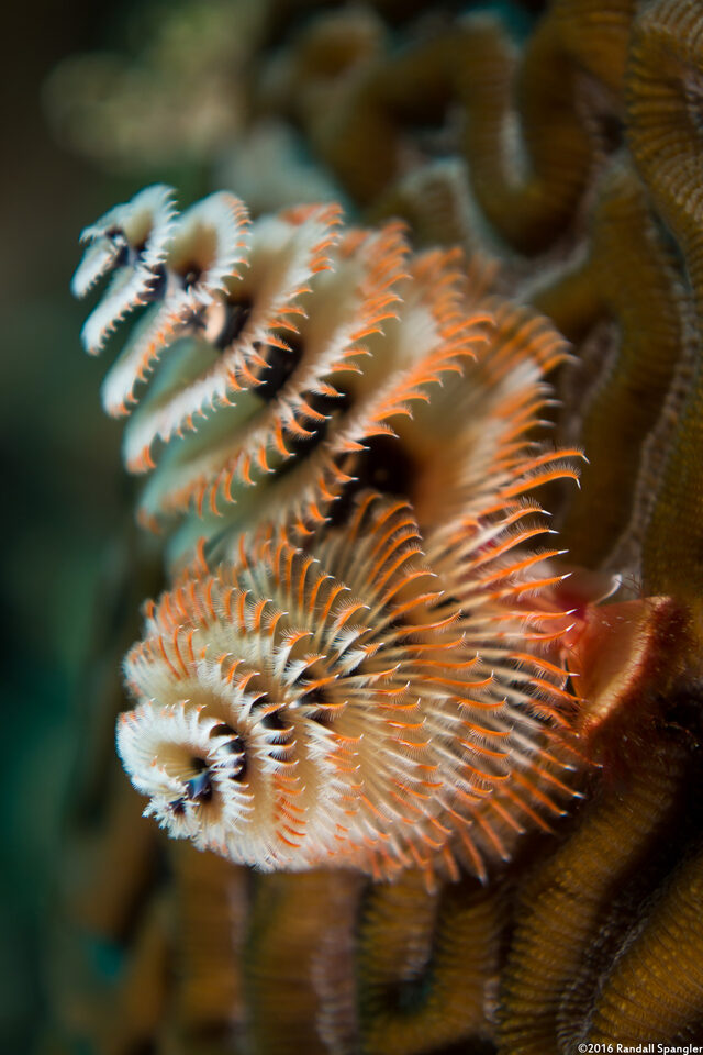 Spirobranchus giganteus (Christmas Tree Worm)