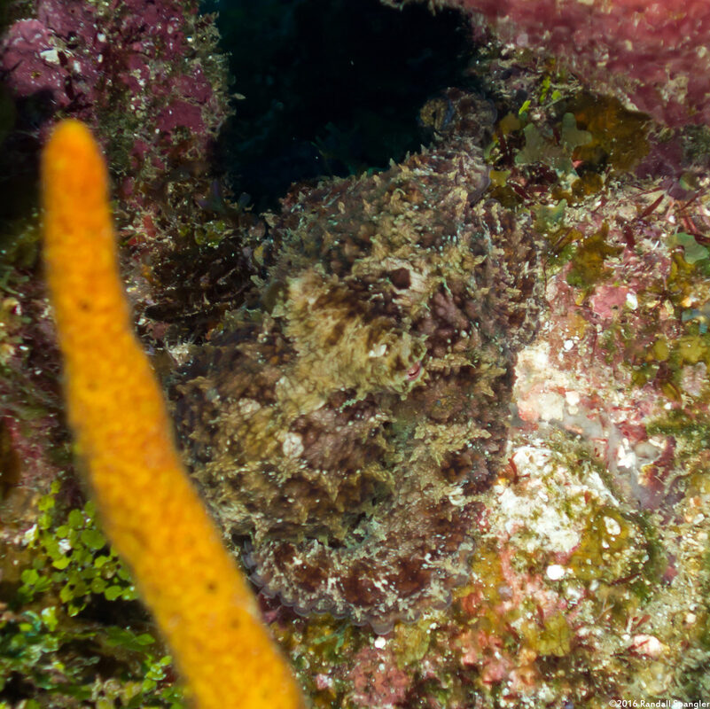 Octopus vulgaris (Common Octopus)