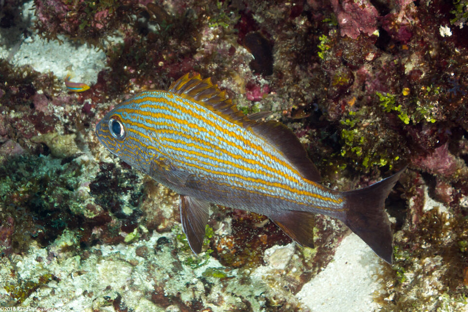 Haemulon carbonarium (Caesar Grunt)