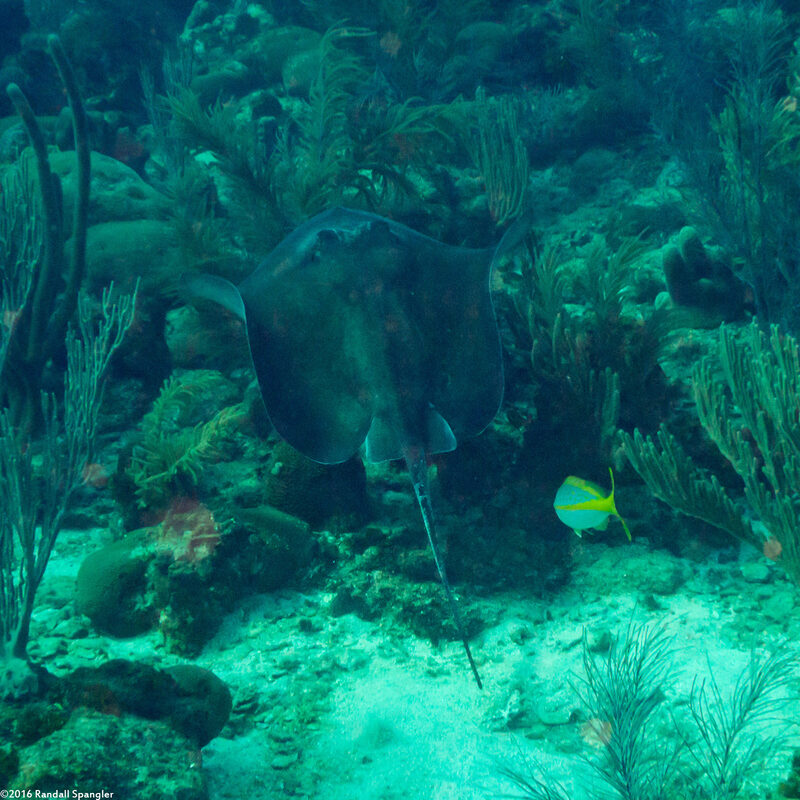 Hypanus americanus (Southern Stingray)