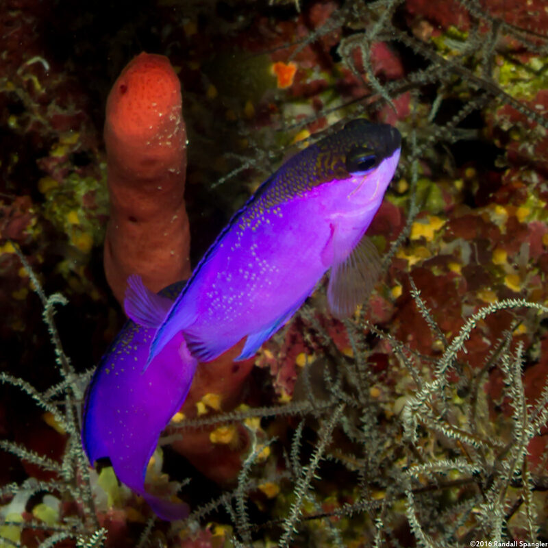Gramma melacara (Blackcap Basslet)