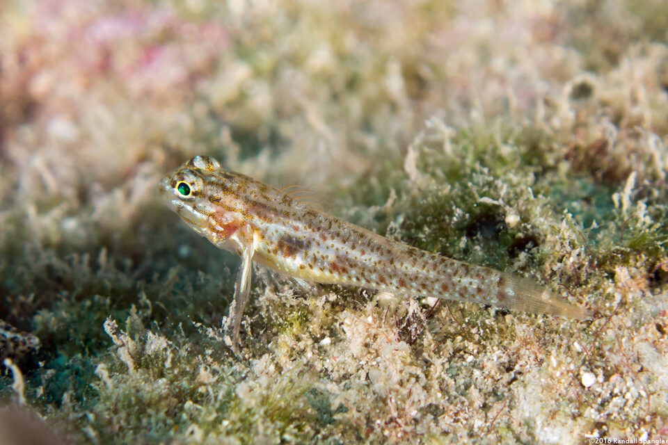 Coryphopterus glaucofraenum (Bridled Goby)