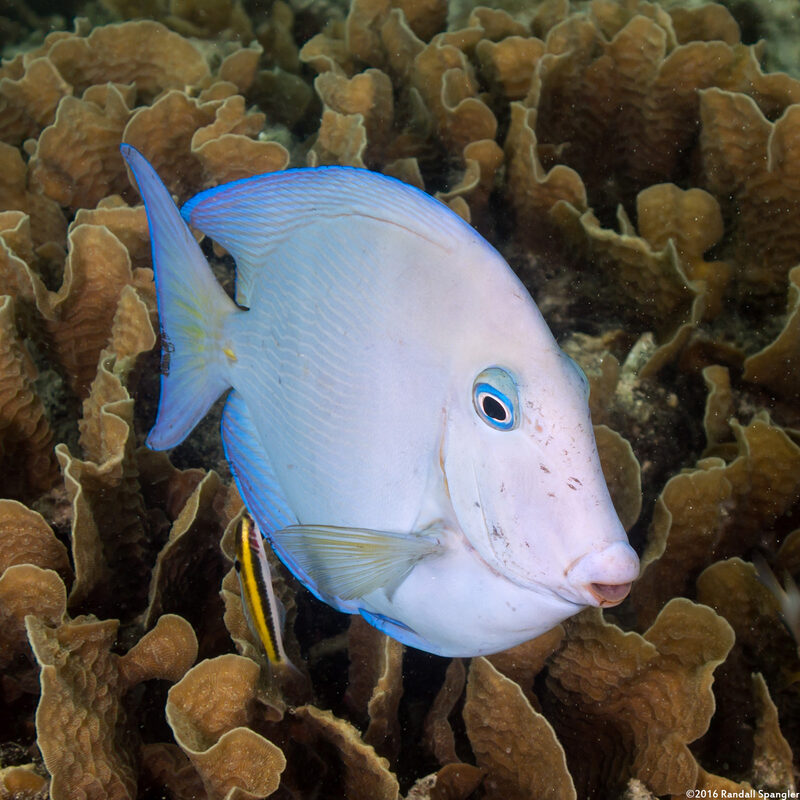 Acanthurus coeruleus (Blue Tang)