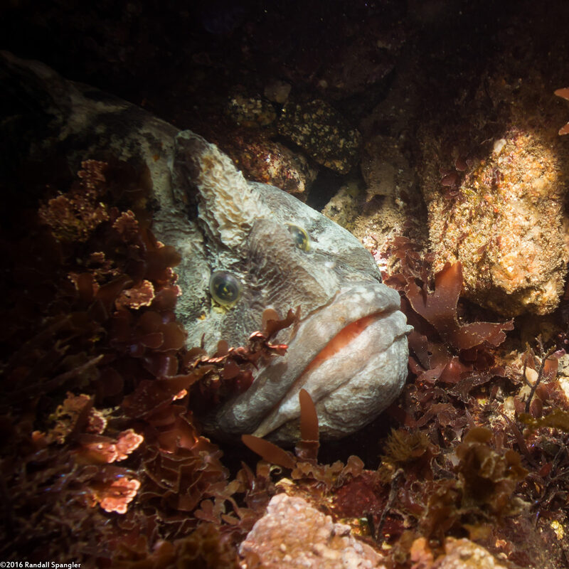 Cebidichthys violaceus (Monkeyface Prickleback)