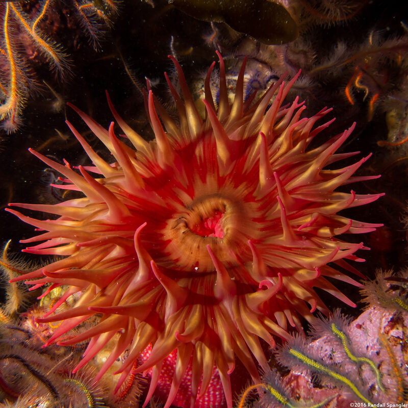 Urticina eques (White-Spotted Rose Anemone)