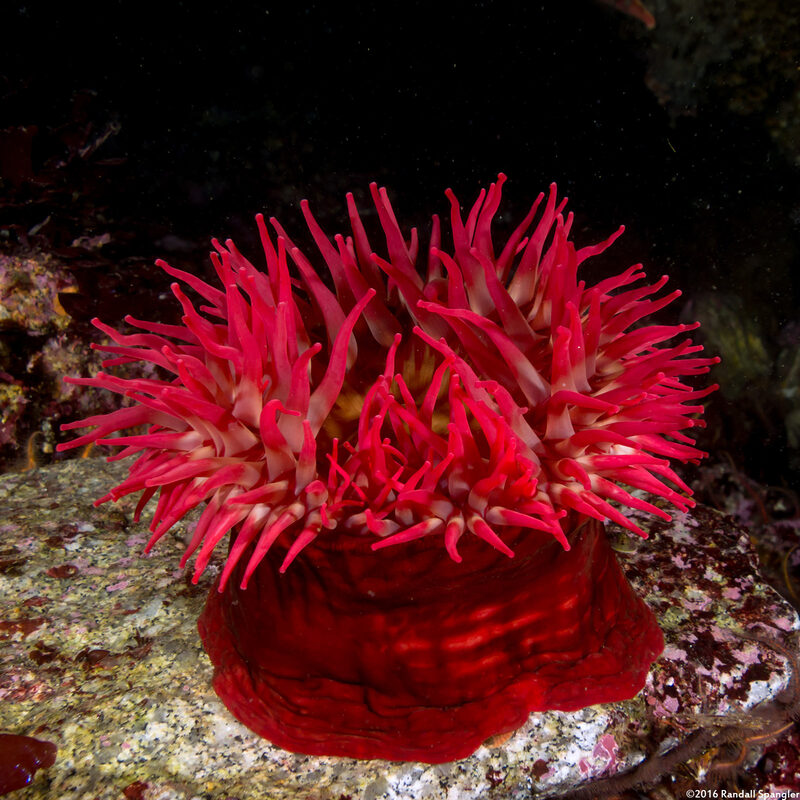 Urticina piscivora (Fish-Eating Urticina)