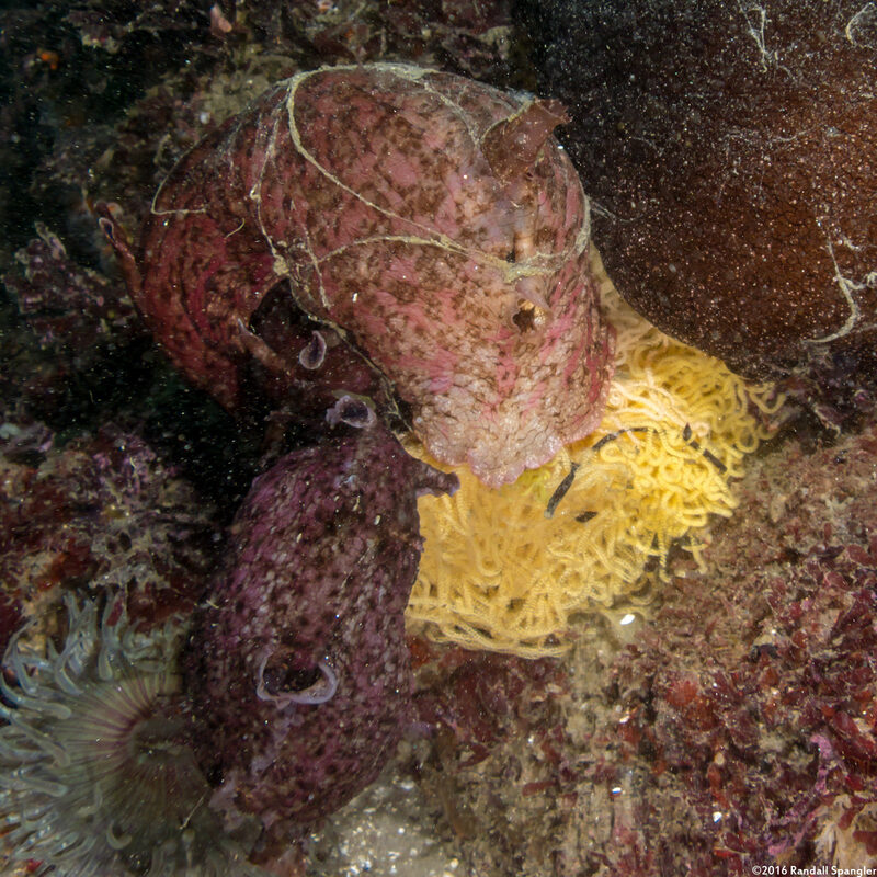 Aplysia californica (Brown Sea Hare); Laying eggs