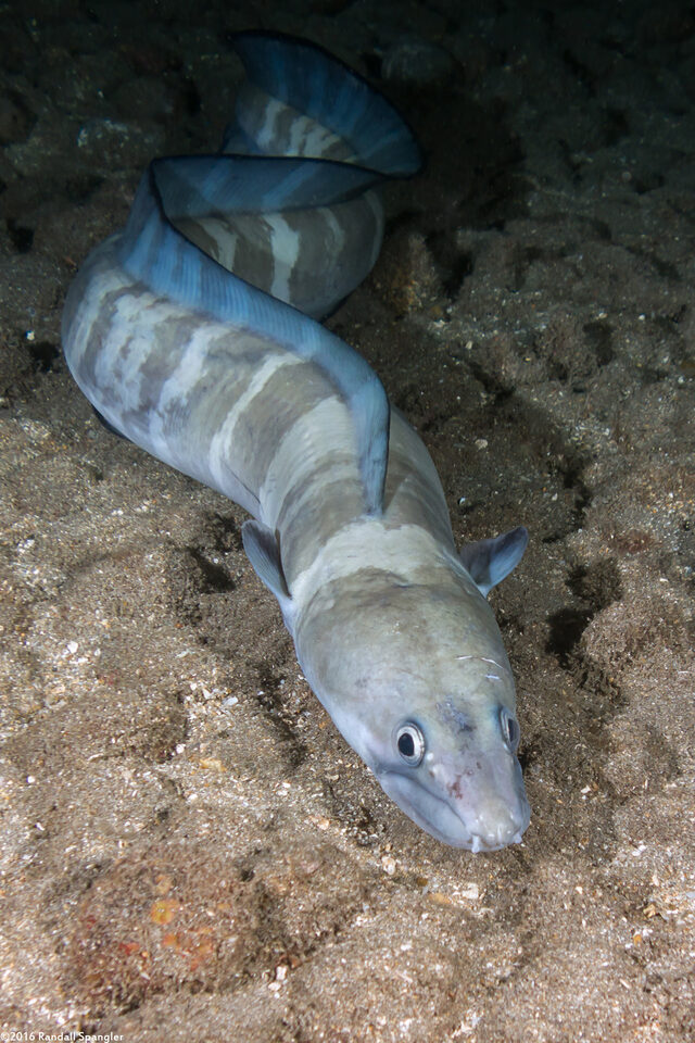 Conger marginatus (Hawaiian Conger)