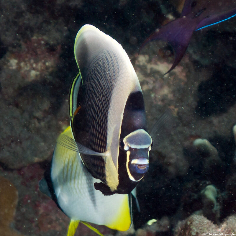 Chaetodon reticulatus (Reticulated Butterflyfish)