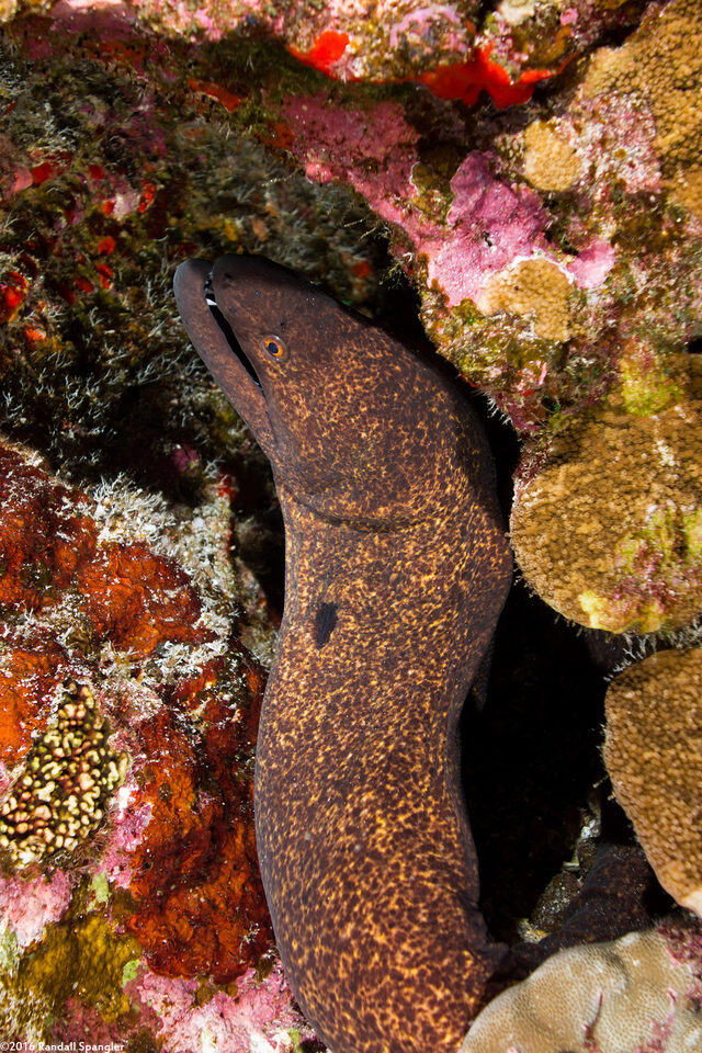 Gymnothorax flavimarginatus (Yellowmargin Moray)