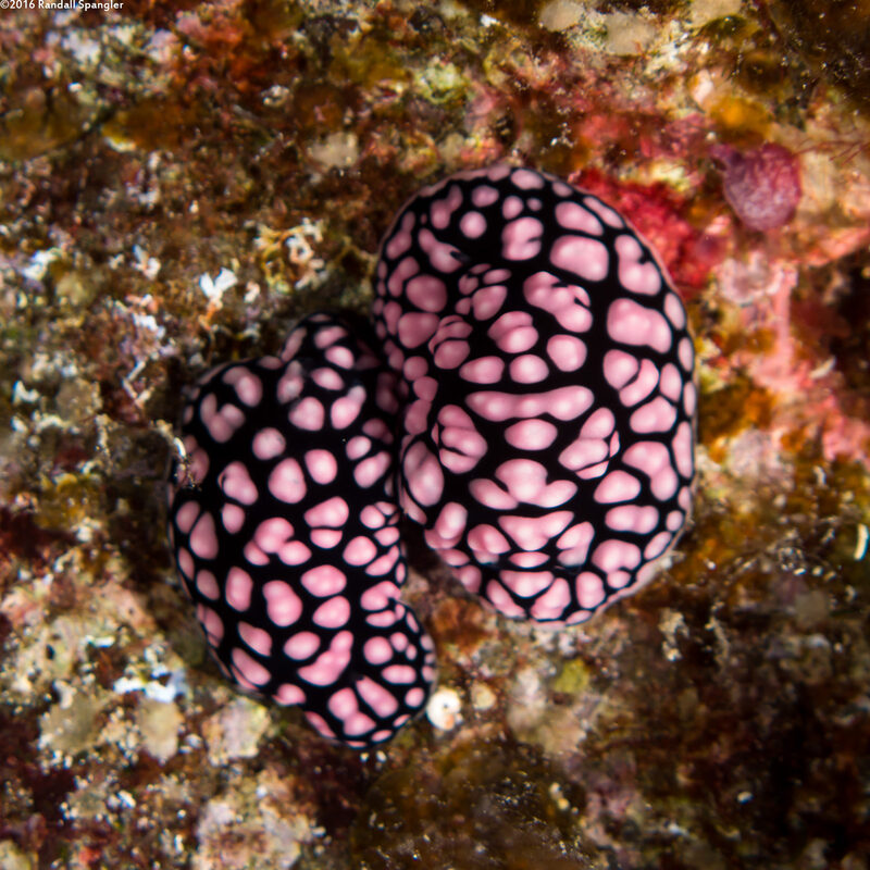 Phyllidiella pustulosa (Pustulose Phyllidia)