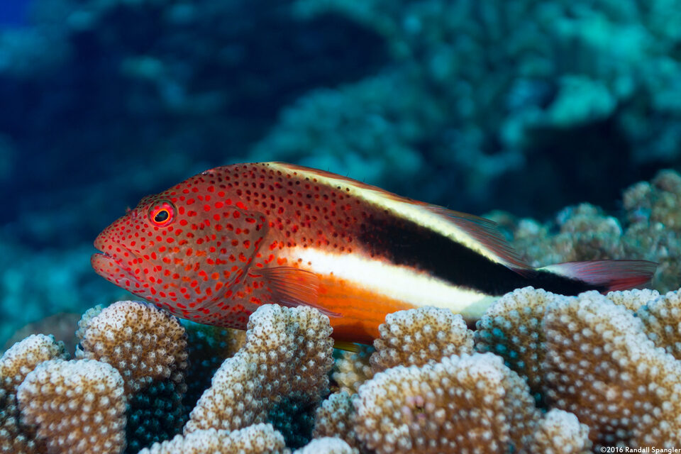 Paracirrhites forsteri (Freckled Hawkfish)
