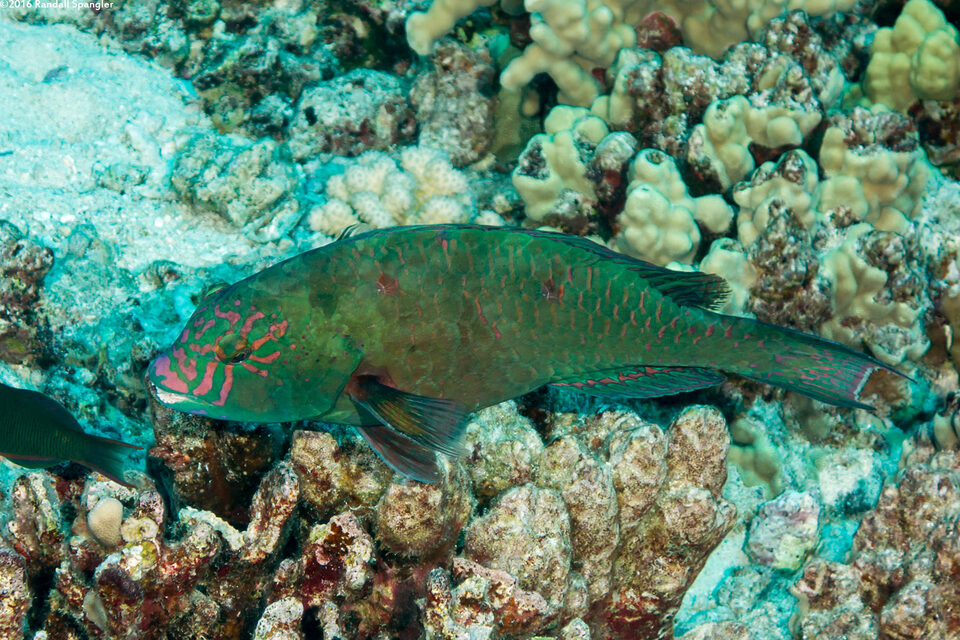 Calotomus carolinus (Stareye Parrotfish)