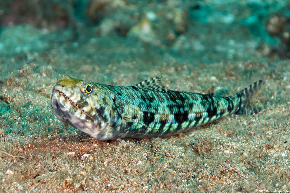 Synodus variegatus (Reef Lizardfish)
