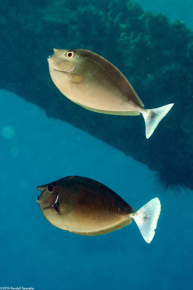 Naso brevirostris (Paletail Unicornfish)
