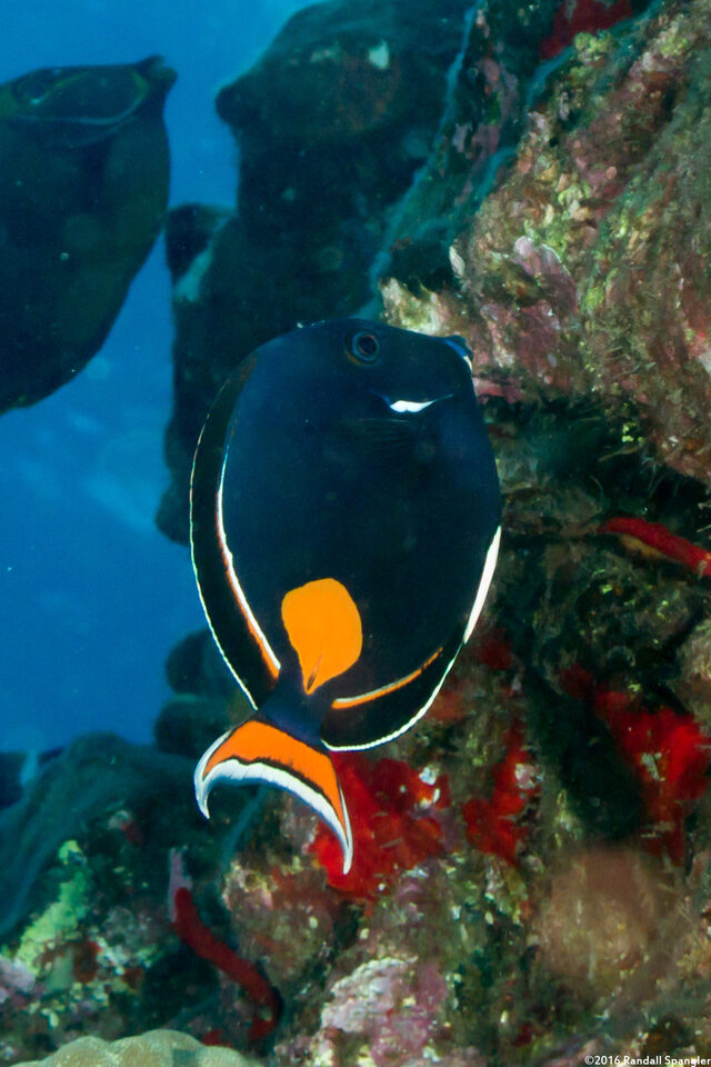 Acanthurus achilles (Achilles Tang)