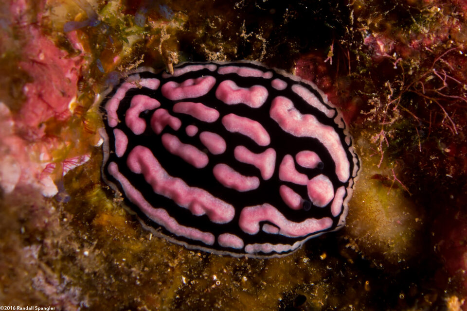 Phyllidiella rosans (Rosy Phyllidia)