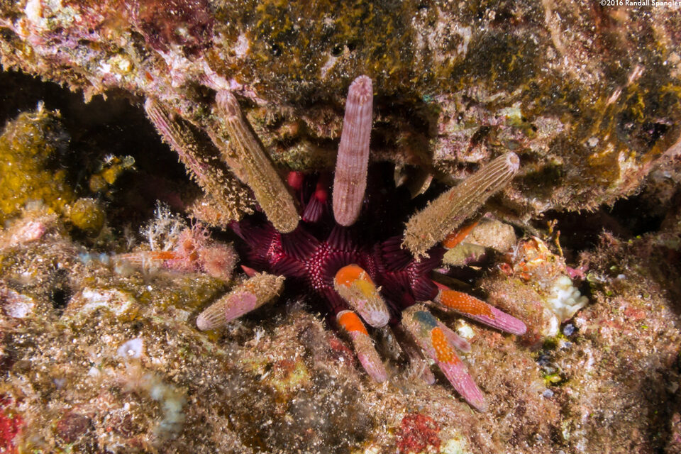 Prionocidaris thomasi (Thomas's Urchin)