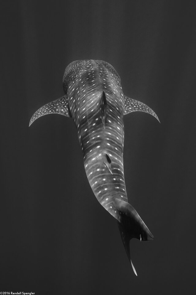 Rhincodon typus (Whale Shark)