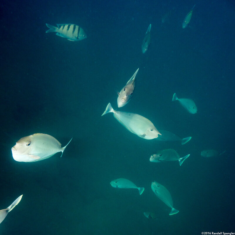 Naso brevirostris (Paletail Unicornfish); These followed me while I was snorkeling.  I think people have been feeding them.