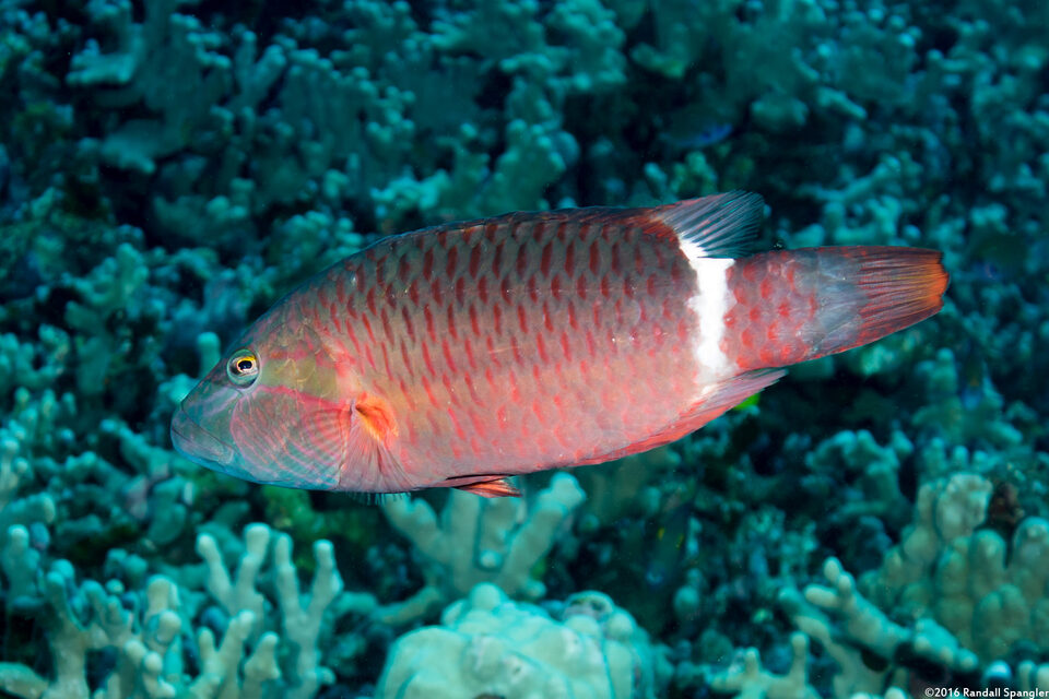 Oxycheilinus unifasciatus (Ringtail Wrasse)
