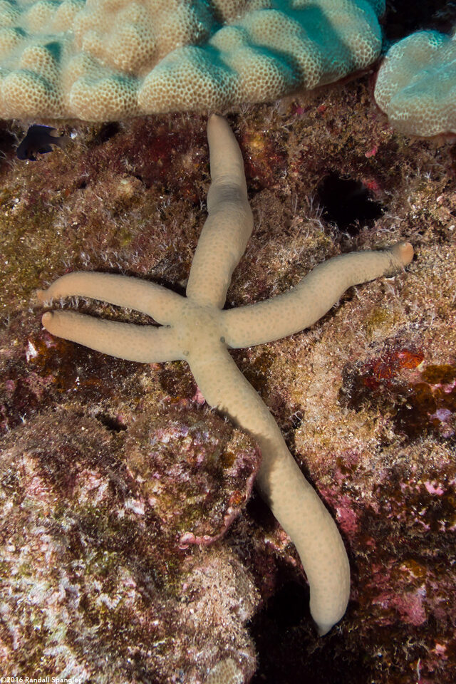 Linckia guildingi (Green Linckia)