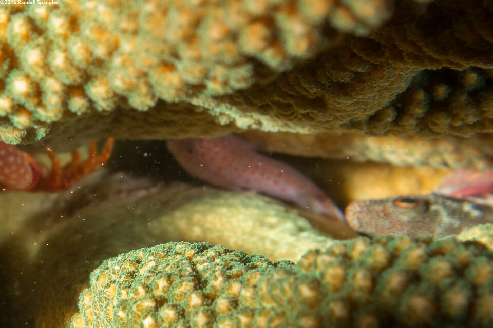 Caracanthus typicus (Hawaiian Coral Croucher)