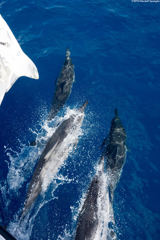 Stenella longirostris (Spinner Dolphin)