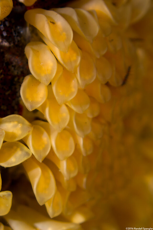 Ceratostoma foliatum (Leafy Hornmouth)