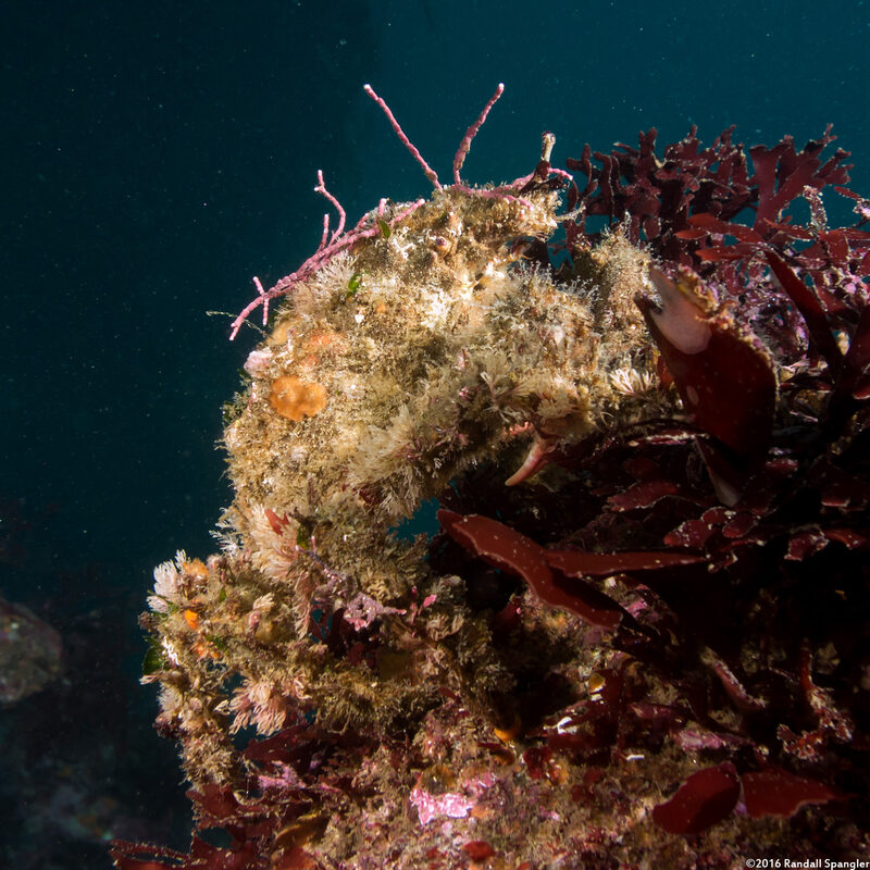 Loxorhynchus crispatus (Masking Crab)