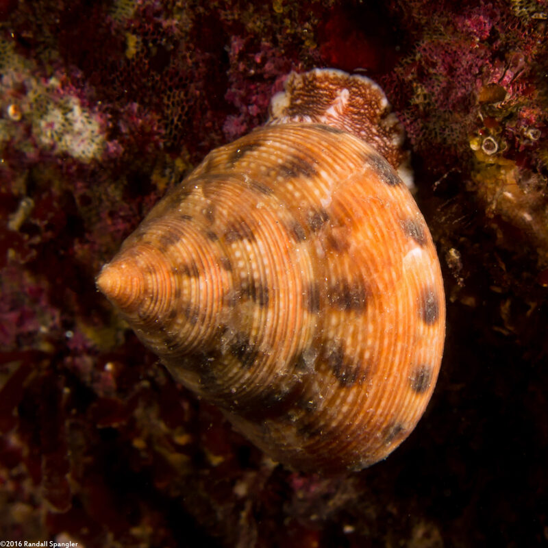 Calliostoma gloriosum (Glorious Top Snail)
