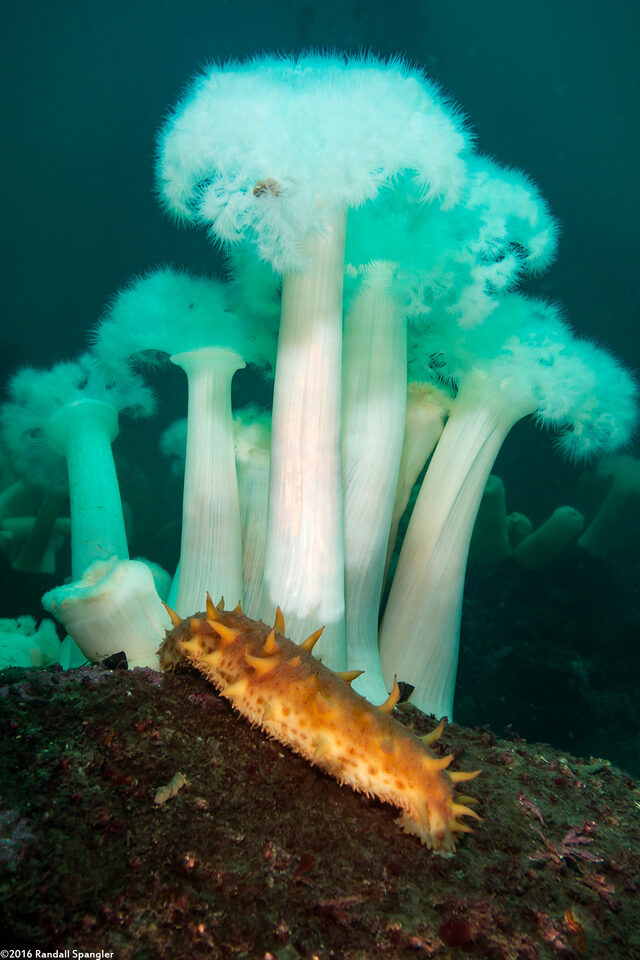 Metridium farcimen (White-Plumed Anemone)