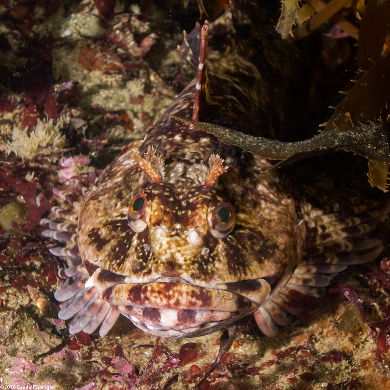 Scorpaenichthys marmoratus (Cabezon)