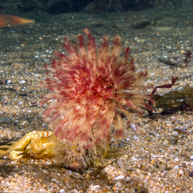 Sabellidae sp.6 (Banded Feather Duster Worm)