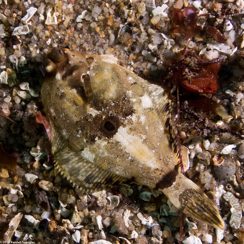 Pleuronichthys coenosus (C-O Sole)