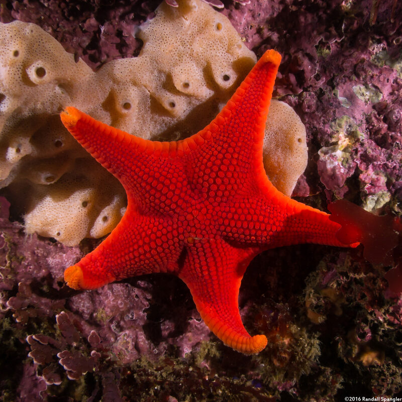Mediaster aequalis (Red Sea Star)