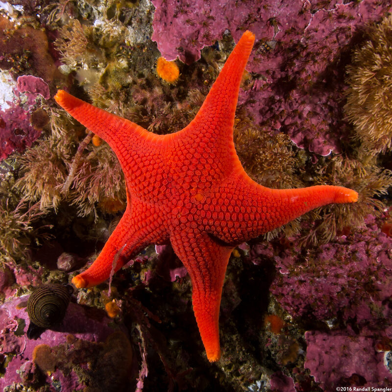 Mediaster aequalis (Red Sea Star)