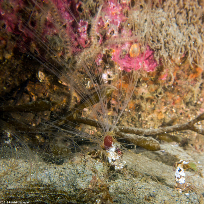 Thelepus crispus (Terebellid Worm)