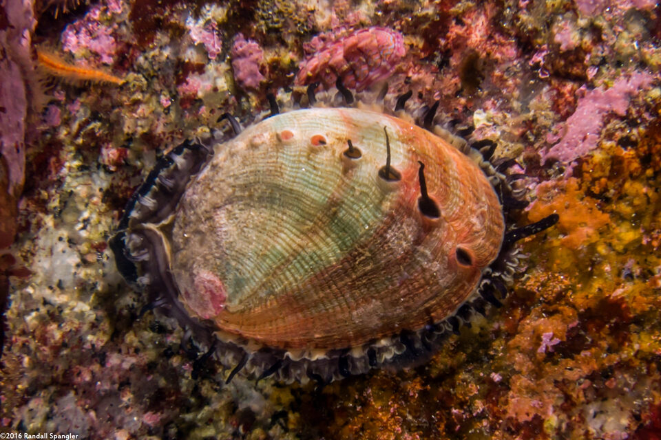 Haliotis rufescens (Red Abalone)