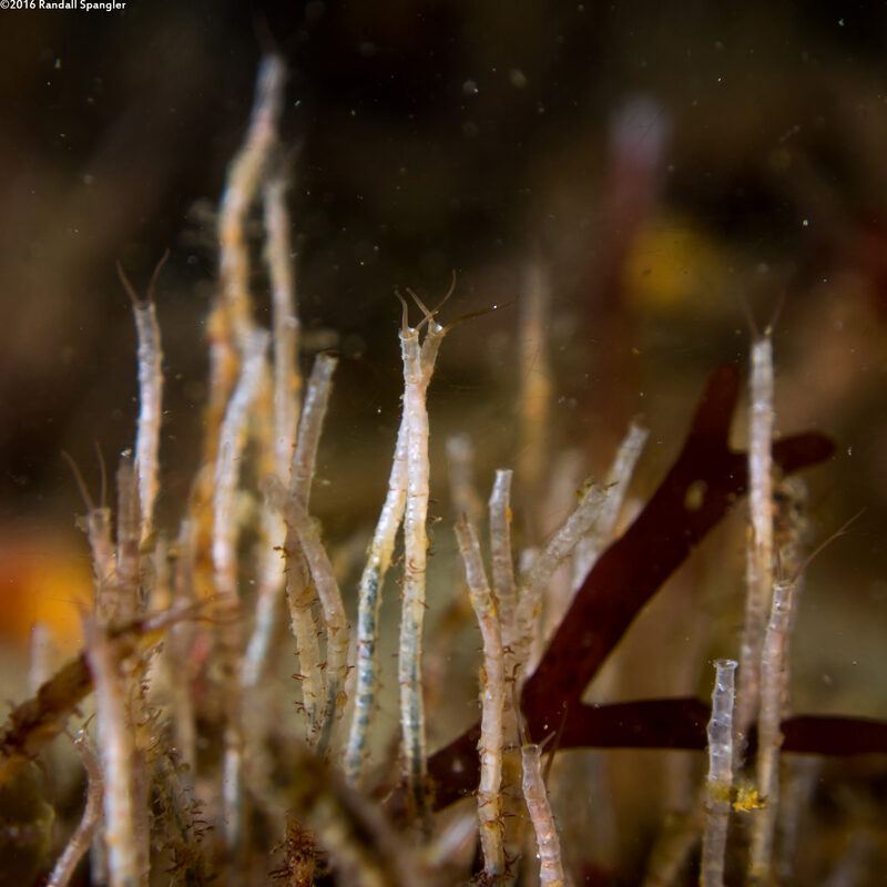 Phyllochaetopterus sp.1 (Phyllochaetopterus sp.1)